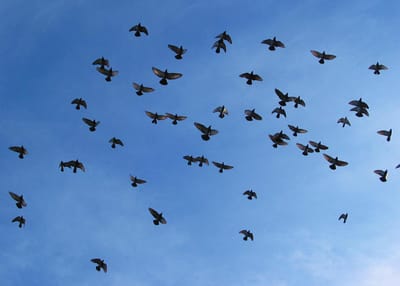 شركة طرد الحمام في بدع زايد                                                            شركة مكافحة الحمام في ابوظبي توفر شركتنا فريق عمل متخصص في تنظيف أسطح المساكن والعديد من المنشآت من آثار الطيوربقايا لمنع وجود الحشرات والقوارض .تهتم أيضا بتوفير خدمة تنظيف المناور والحدائق المحيطة بالمساكن وغيرها من المباني .توفير الأسياخ,( المعدنية,) والتي يتم تركيبها في أطراف أسطح المساكن لطرد الطيور ومنع تواجدها ..للتأكد من سلامتها وأنها خالية من الأمراض والأوبئة لحماية العميل .(,طرد الحمام عن الدرايش,)طرد الحمام عن البلاكين,)طردالحمام عن الاصطح,)طرد الحمام عن الغرميد