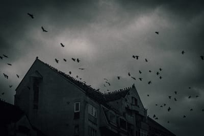 شركة طرد الحمام في بدع زايد                                                            شركة مكافحة الحمام في ابوظبي توفر شركتنا فريق عمل متخصص في تنظيف أسطح المساكن والعديد من المنشآت من آثار الطيوربقايا لمنع وجود الحشرات والقوارض .تهتم أيضا بتوفير خدمة تنظيف المناور والحدائق المحيطة بالمساكن وغيرها من المباني .توفير الأسياخ,( المعدنية,) والتي يتم تركيبها في أطراف أسطح المساكن لطرد الطيور ومنع تواجدها ..للتأكد من سلامتها وأنها خالية من الأمراض والأوبئة لحماية العميل .(,طرد الحمام عن الدرايش,)طرد الحمام عن البلاكين,)طردالحمام عن الاصطح,)طرد الحمام عن الغرميد