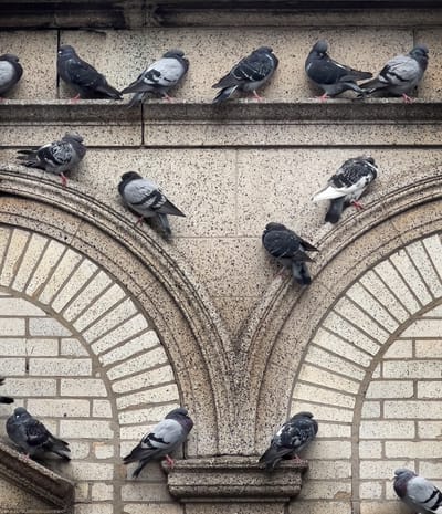 شركة طرد الحمام في بدع زايد                                                            شركة مكافحة الحمام في ابوظبي توفر شركتنا فريق عمل متخصص في تنظيف أسطح المساكن والعديد من المنشآت من آثار الطيوربقايا لمنع وجود الحشرات والقوارض .تهتم أيضا بتوفير خدمة تنظيف المناور والحدائق المحيطة بالمساكن وغيرها من المباني .توفير الأسياخ,( المعدنية,) والتي يتم تركيبها في أطراف أسطح المساكن لطرد الطيور ومنع تواجدها ..للتأكد من سلامتها وأنها خالية من الأمراض والأوبئة لحماية العميل .(,طرد الحمام عن الدرايش,)طرد الحمام عن البلاكين,)طردالحمام عن الاصطح,)طرد الحمام عن الغرميد