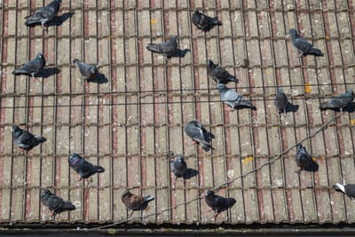 شركة طرد الحمام في بدع زايد                                                            شركة مكافحة الحمام في ابوظبي توفر شركتنا فريق عمل متخصص في تنظيف أسطح المساكن والعديد من المنشآت من آثار الطيوربقايا لمنع وجود الحشرات والقوارض .تهتم أيضا بتوفير خدمة تنظيف المناور والحدائق المحيطة بالمساكن وغيرها من المباني .توفير الأسياخ,( المعدنية,) والتي يتم تركيبها في أطراف أسطح المساكن لطرد الطيور ومنع تواجدها ..للتأكد من سلامتها وأنها خالية من الأمراض والأوبئة لحماية العميل .(,طرد الحمام عن الدرايش,)طرد الحمام عن البلاكين,)طردالحمام عن الاصطح,)طرد الحمام عن الغرميد