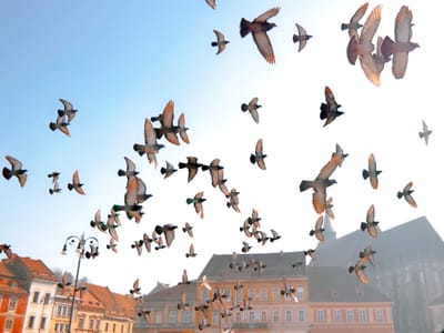 شركة طرد الحمام في بدع زايد                                                            شركة مكافحة الحمام في ابوظبي توفر شركتنا فريق عمل متخصص في تنظيف أسطح المساكن والعديد من المنشآت من آثار الطيوربقايا لمنع وجود الحشرات والقوارض .تهتم أيضا بتوفير خدمة تنظيف المناور والحدائق المحيطة بالمساكن وغيرها من المباني .توفير الأسياخ,( المعدنية,) والتي يتم تركيبها في أطراف أسطح المساكن لطرد الطيور ومنع تواجدها ..للتأكد من سلامتها وأنها خالية من الأمراض والأوبئة لحماية العميل .(,طرد الحمام عن الدرايش,)طرد الحمام عن البلاكين,)طردالحمام عن الاصطح,)طرد الحمام عن الغرميد