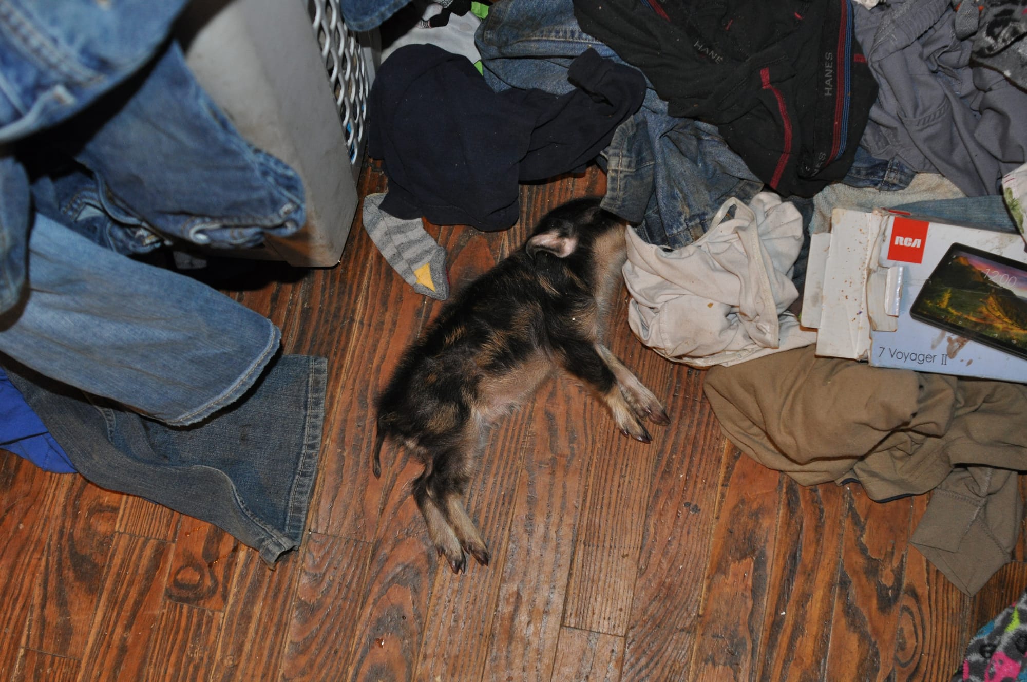 Dead Pig, per law enforcement