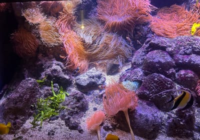 Gênes ai eu, Gênes n’ai pus