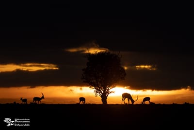 Bli med på "Drømmen om Afrika"