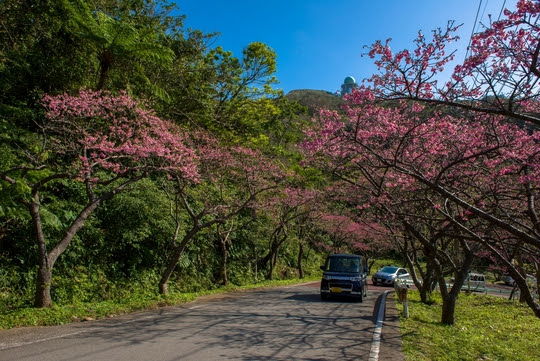 Kirsebærblomstring på Okinawa, Japan