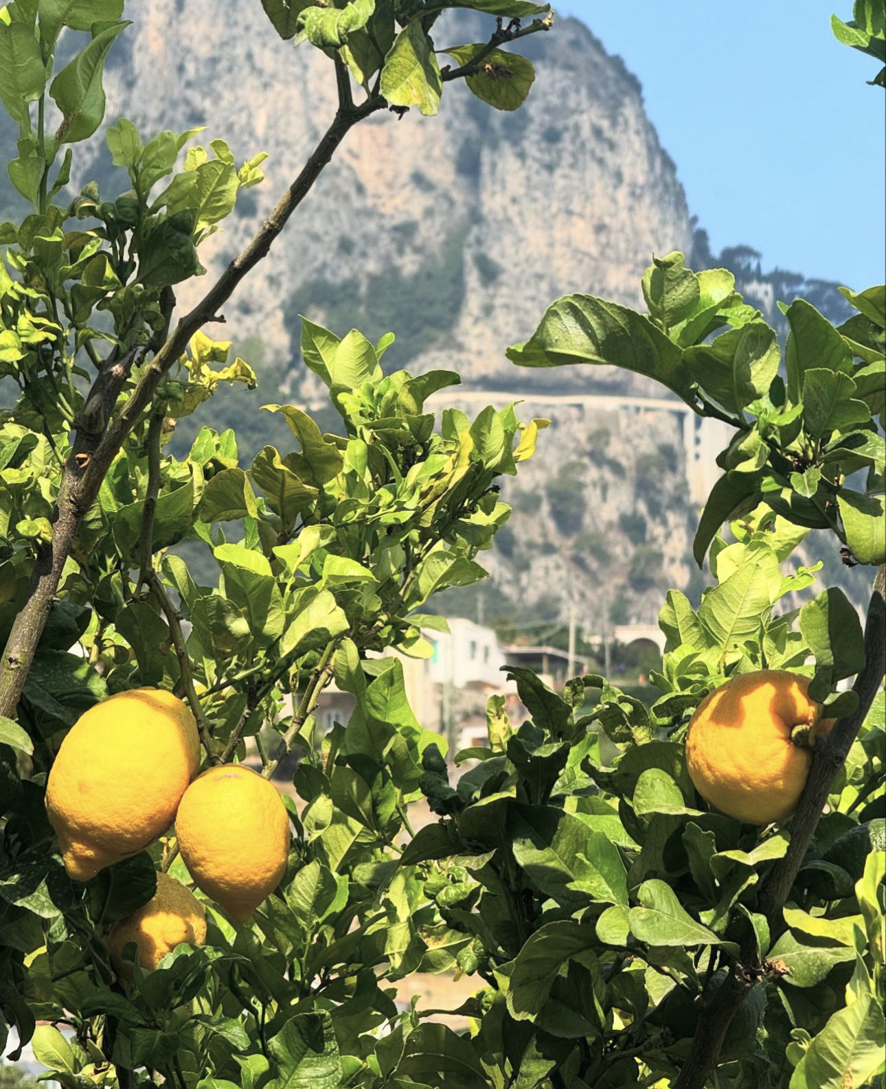 Sitrontre på Capri, Italia