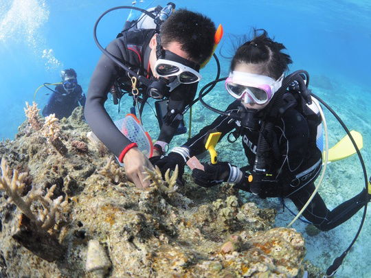 Dykking og gjenoppbygging av Korallrev på Okinawa