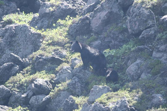 Kragebjørn i Picchio Wildlife Research Center