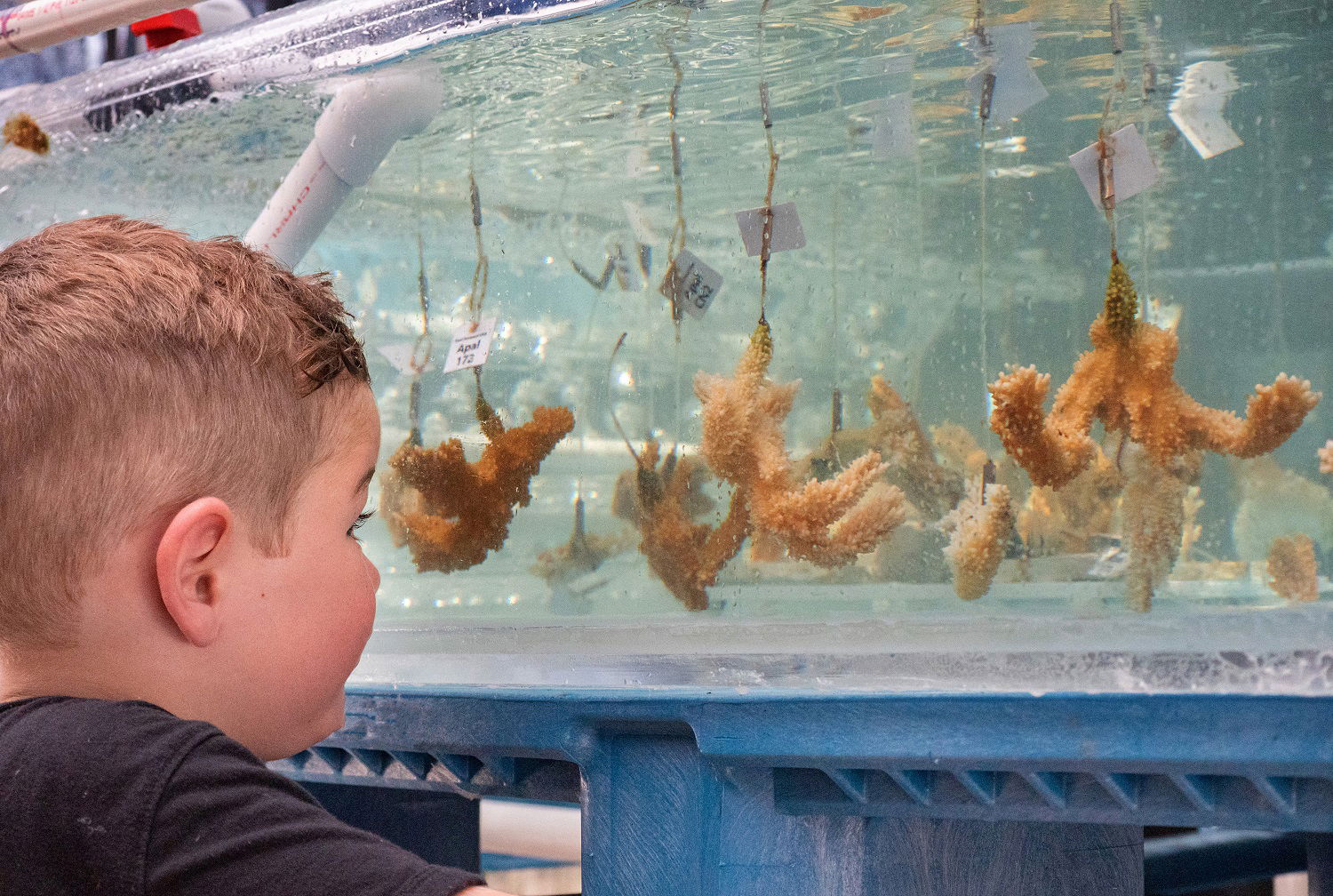 Boy looking at corals, in Mote Marine Labratory in Key West