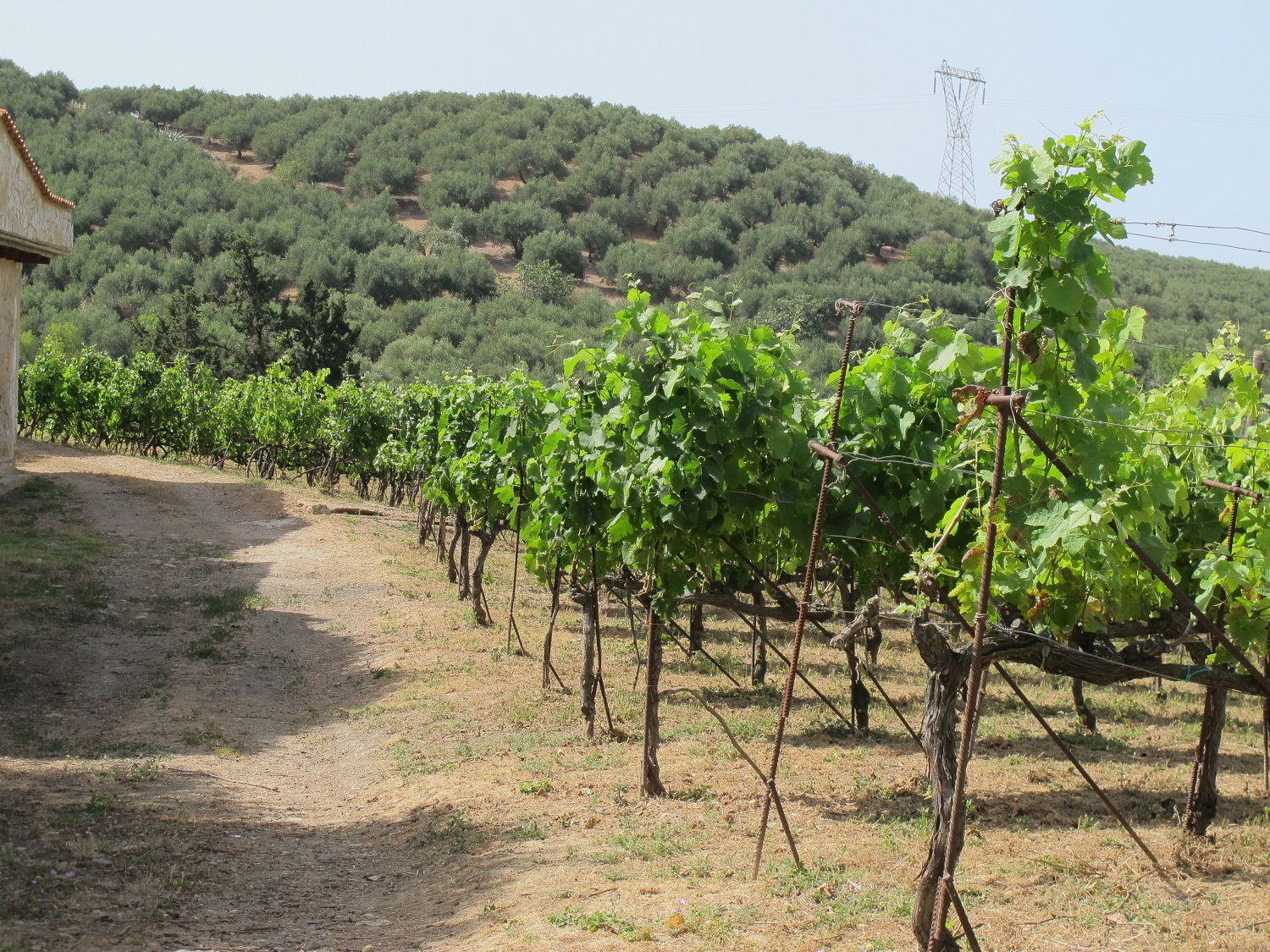 Vinranker på Kreta