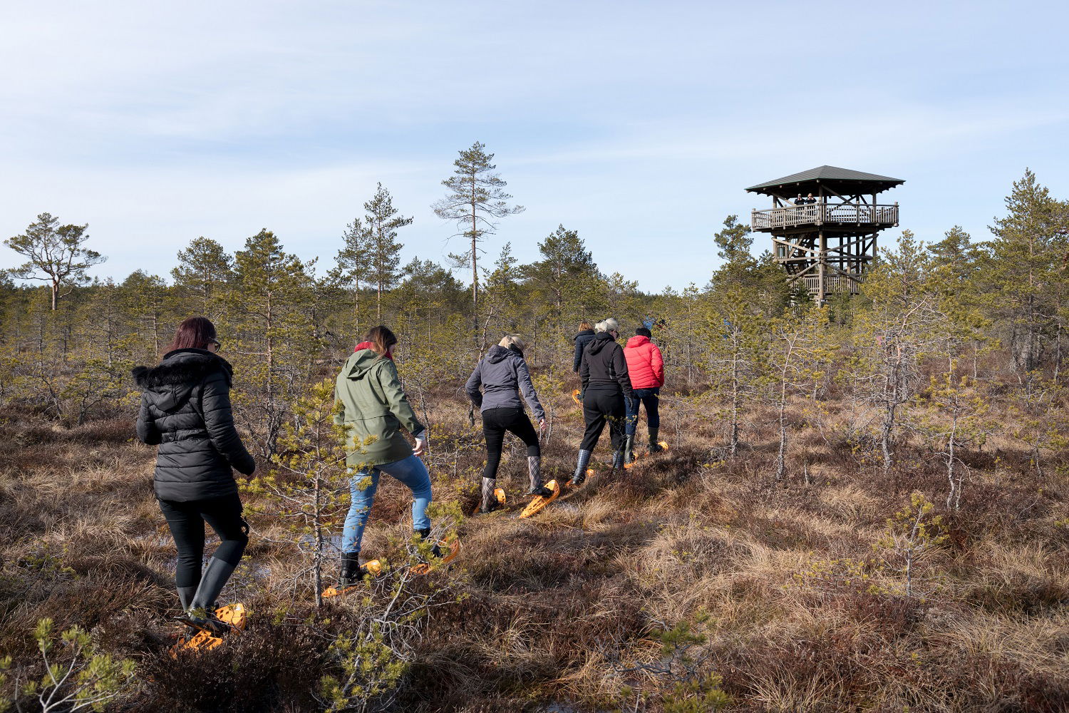 Folk som går på tur i myrlandskap i Estland