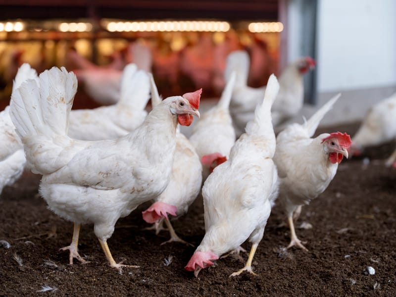 TXMAG - Montgomery County / Liberty County