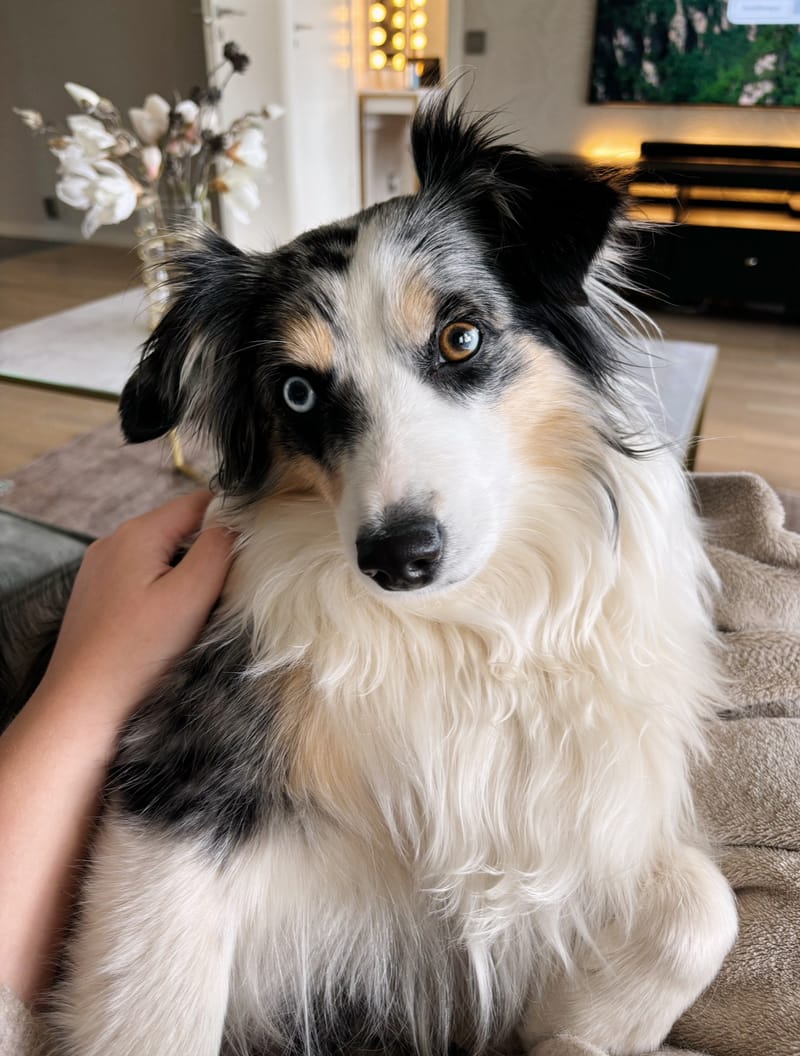 Fendi valpar hösten 2024