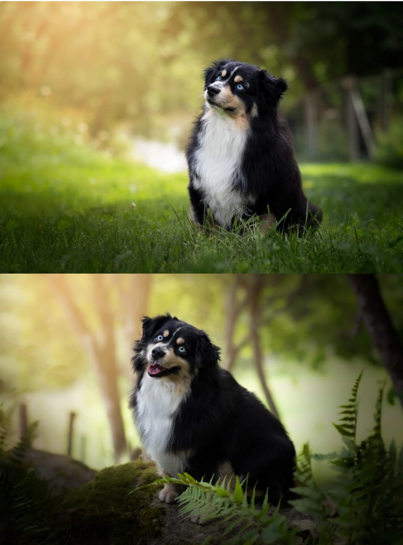 Fendi valpar hösten 2024