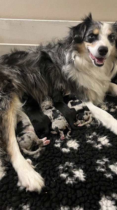 Fendi valpar hösten 2024