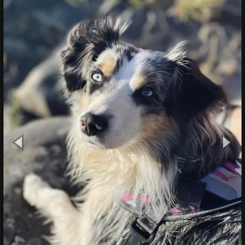 Fendi valpar hösten 2025