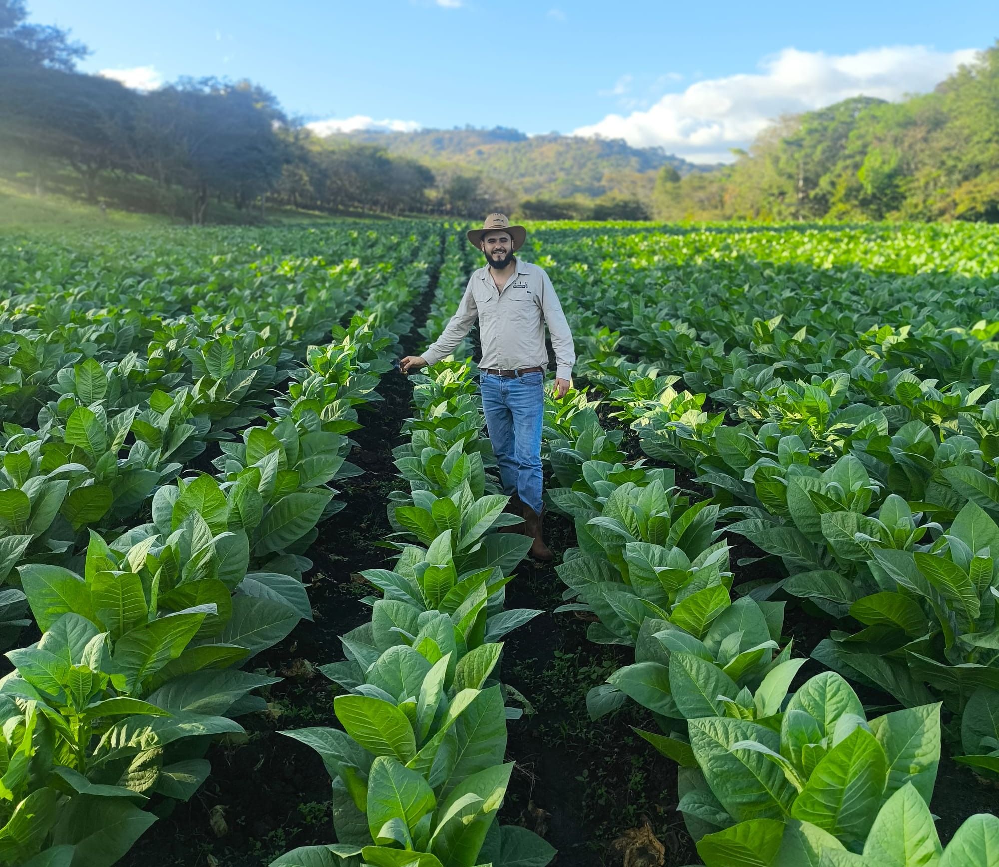 בתמונה - שדה טבק בגידול שמש