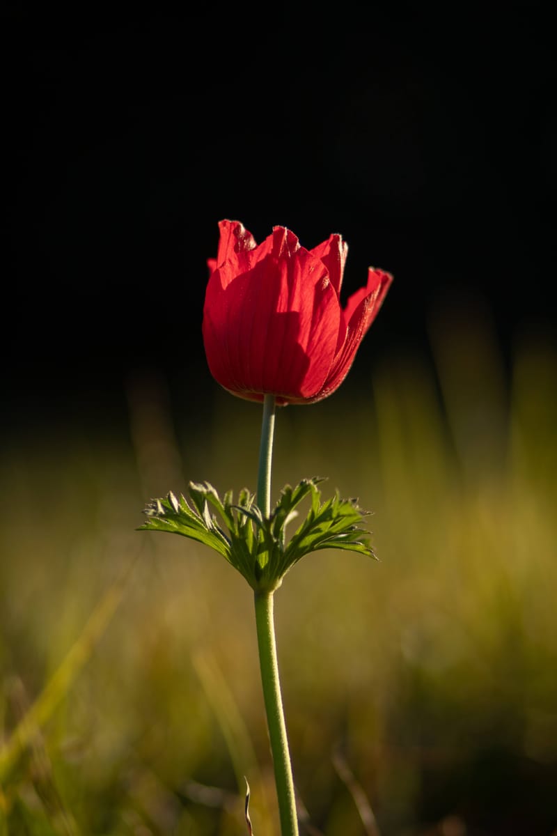 עוצמות עצומות