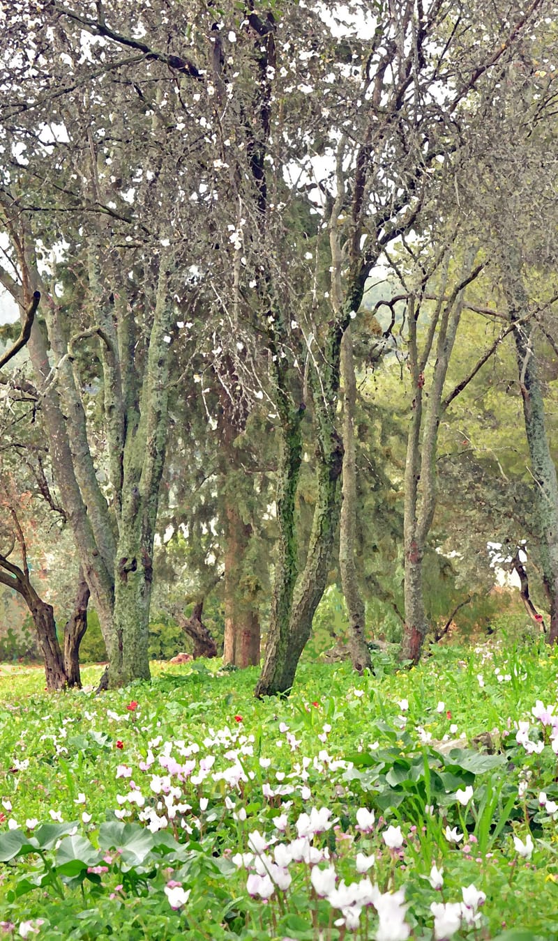 עוצמות עצומות