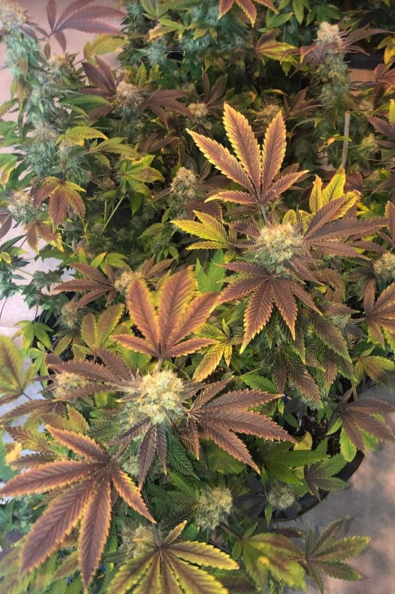 DOS SI DOS 33 - CLONE