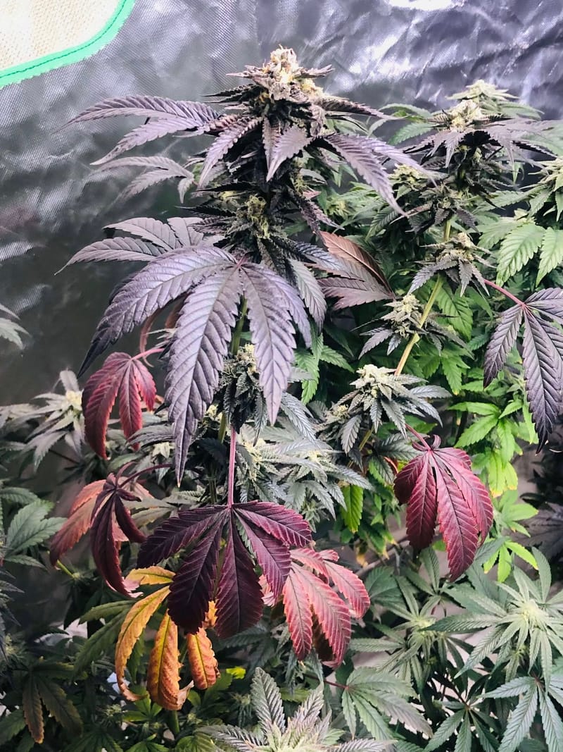 GORILLA NUTZ BX -Clone