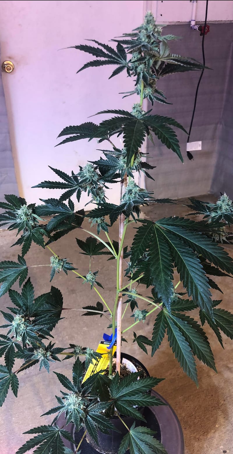 FRITTER & CREAM - CLONE