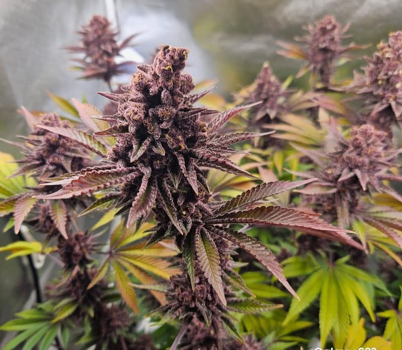 CHERRY KOLA - seedling (fem)