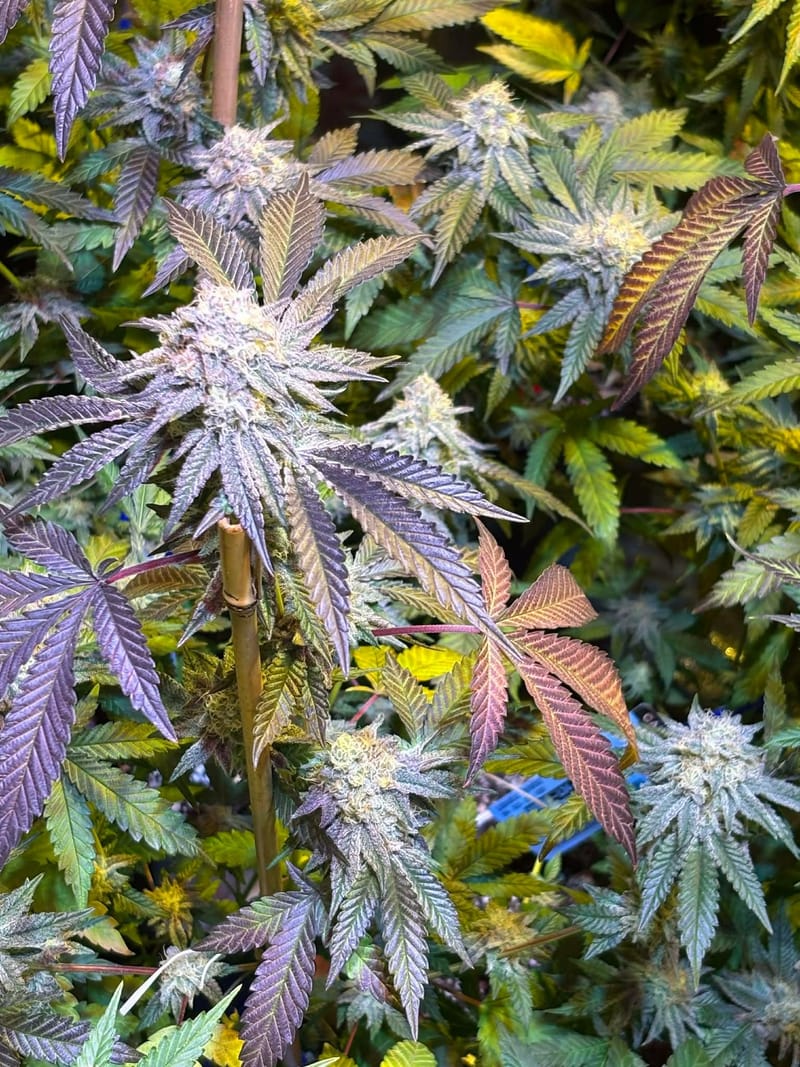 FROSTITUTE - Sativa (TEMPORARILY SOLD OUT)