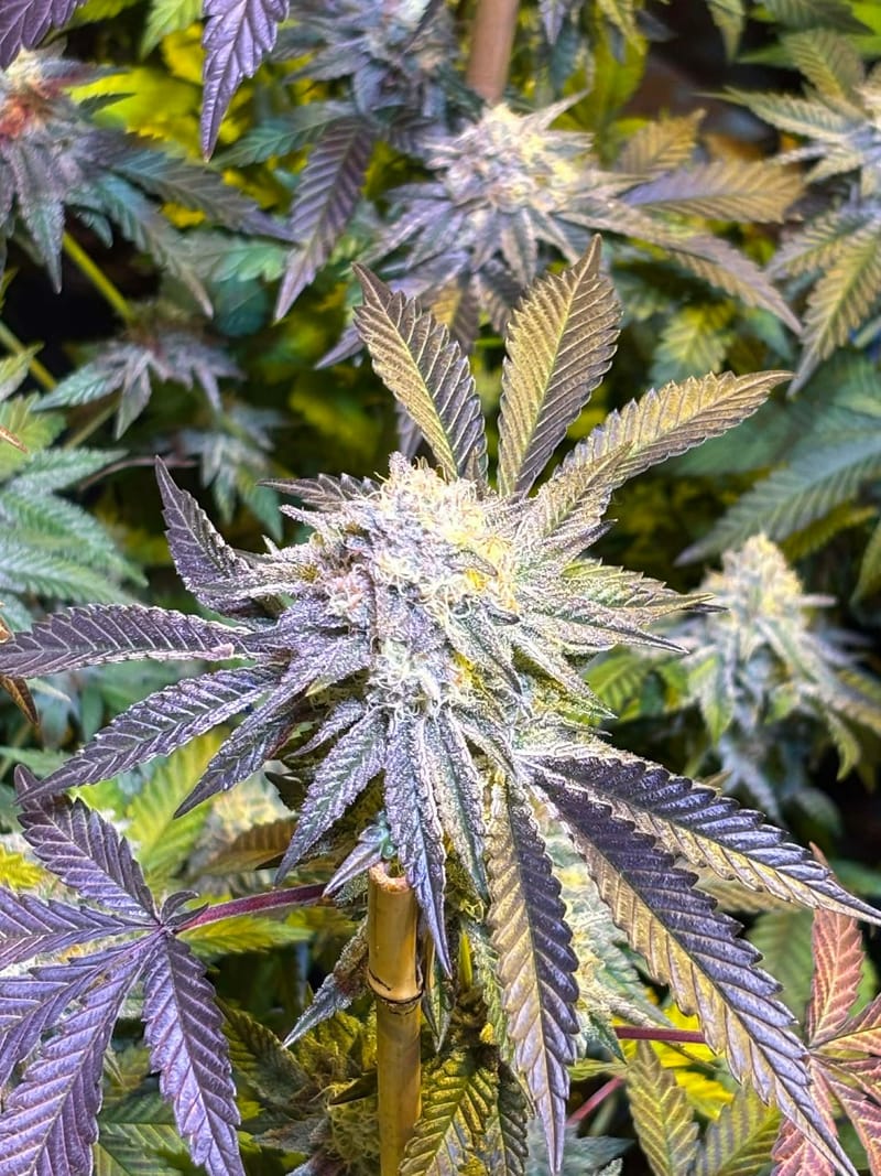 FROSTITUTE - Sativa (TEMPORARILY SOLD OUT)