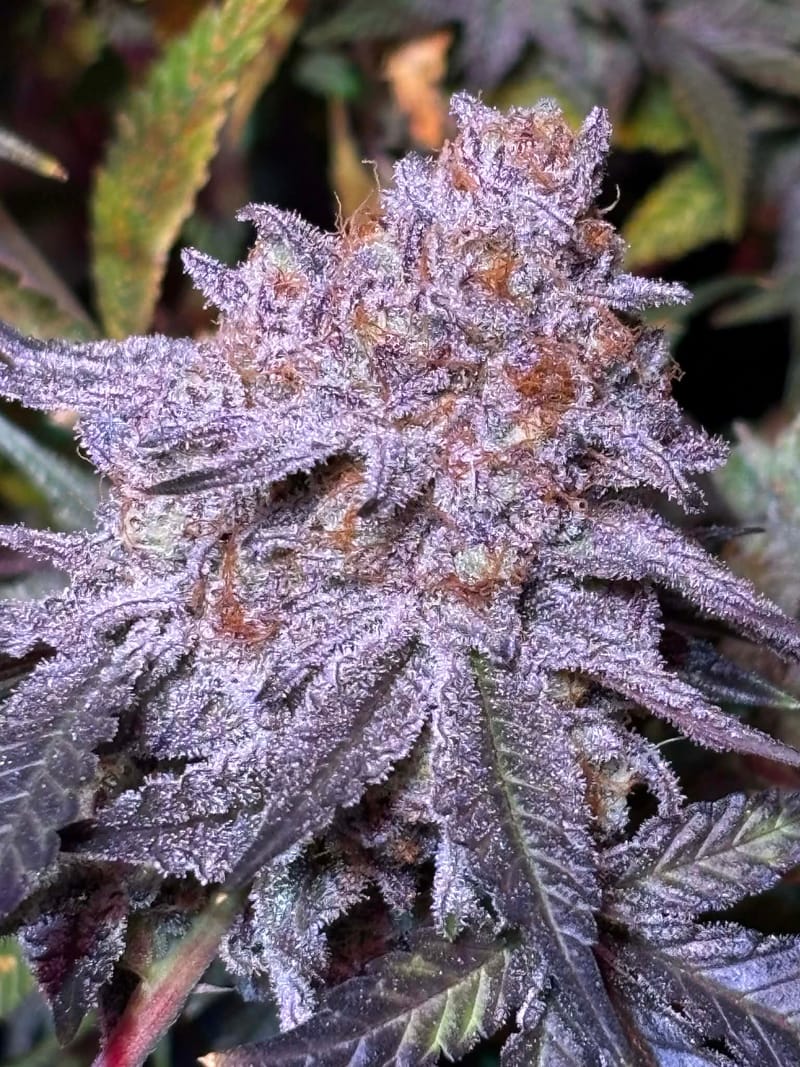 FROSTITUTE - Sativa (TEMPORARILY SOLD OUT)