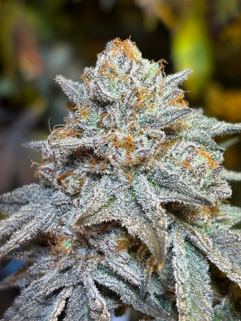 FROSTITUTE - Sativa (TEMPORARILY SOLD OUT)