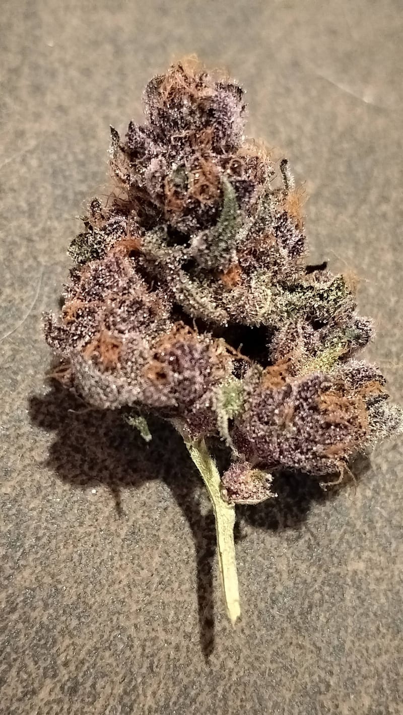 AMANDA - CLONE (TEMPORARILY SOLD OUT)