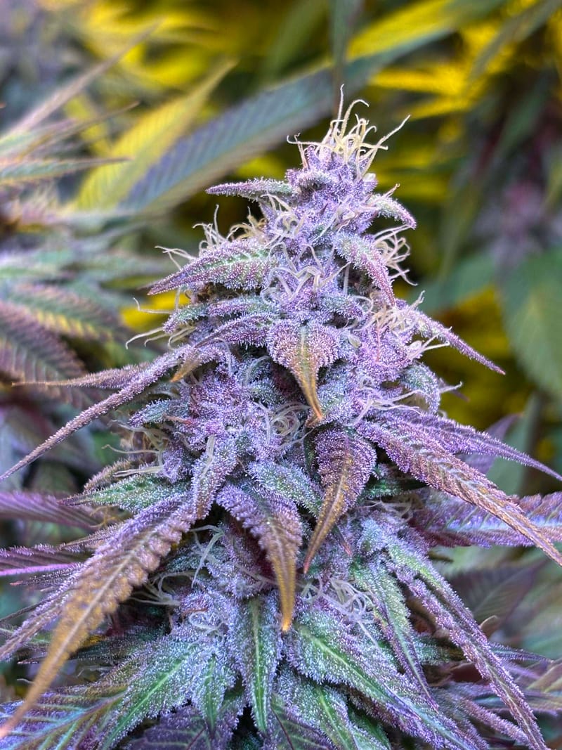 SOUR LEPRECHAUN (TEMPORARILY SOLD OUT)