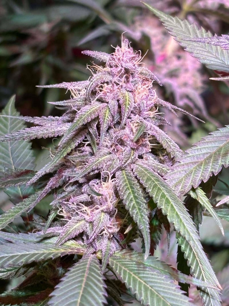 SOUR LEPRECHAUN (TEMPORARILY SOLD OUT)