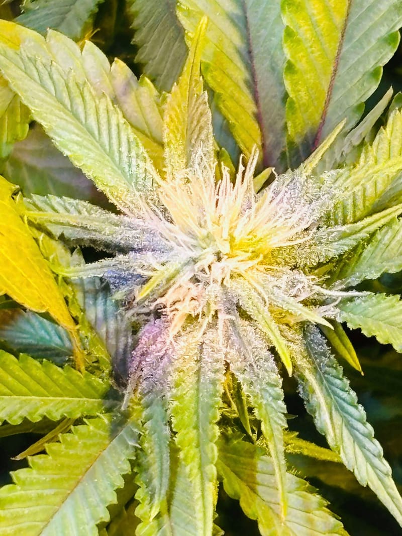 MO BUBBLES (LARGE TEEN CLONES)