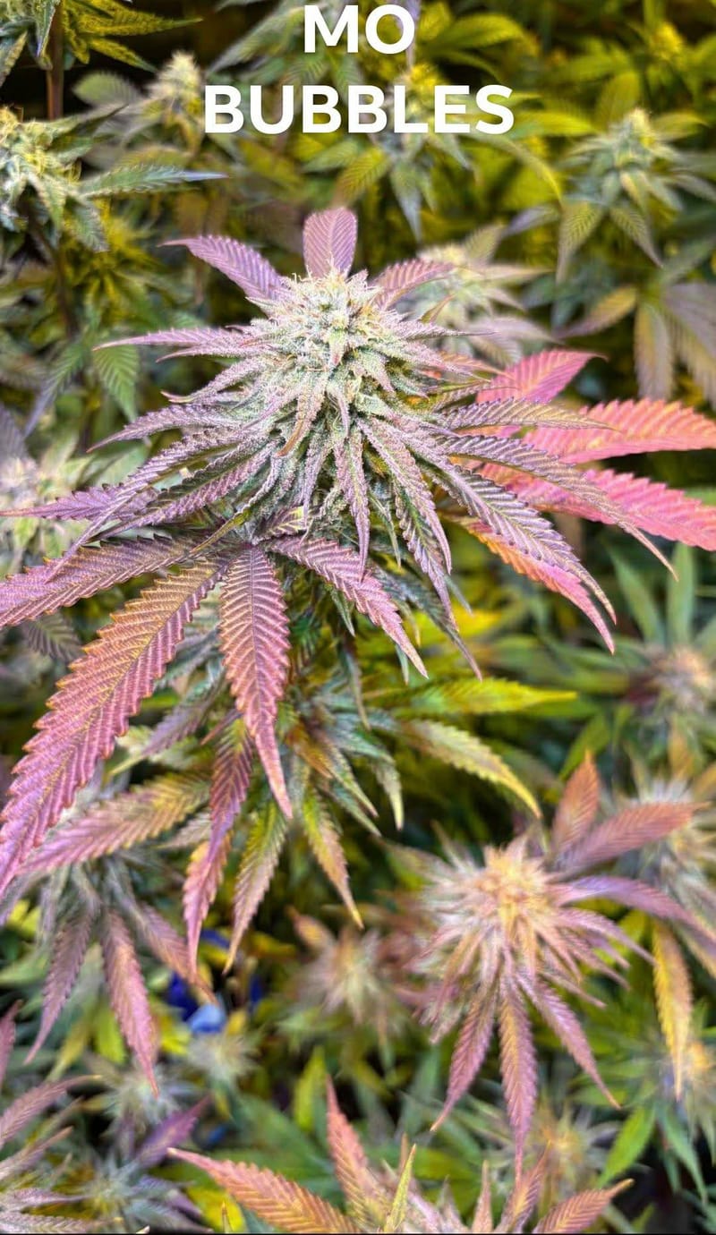 MO BUBBLES (LARGE TEEN CLONES)