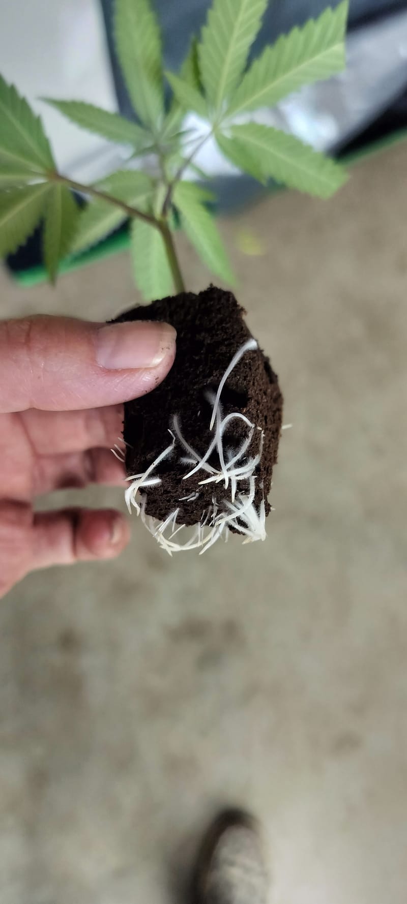 ICE ALIEN (TEMPORARILY SOLD OUT)