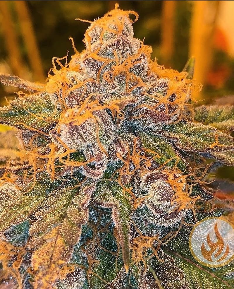 TRI COUNTY PURPLE (LARGE TEEN CLONE)