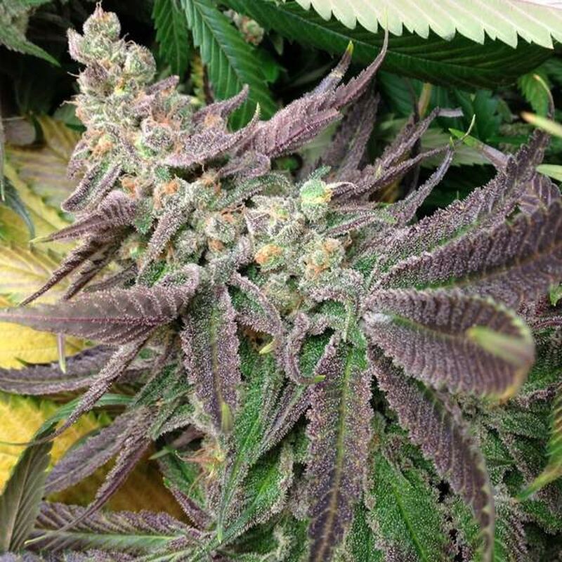 STRAWBERRY BANANA (LARGE TEEN CLONE)