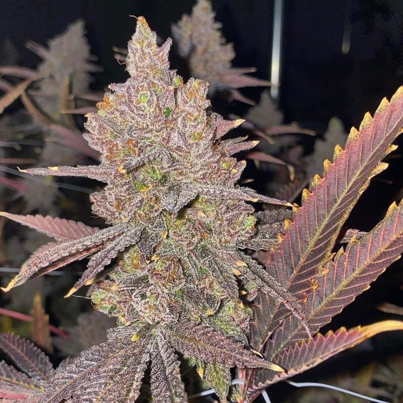 SMUKKERZ (TEMPORARILY SOLD OUT)