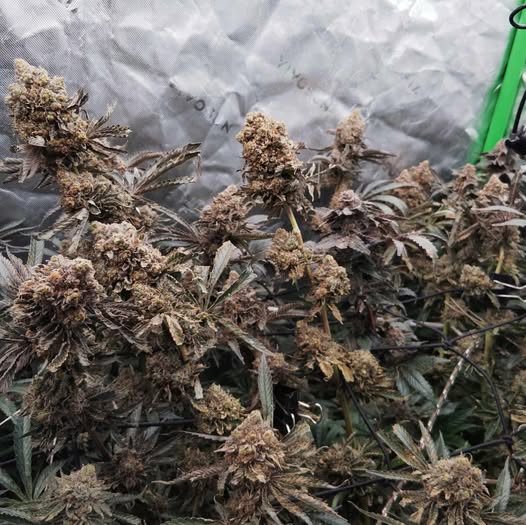 VENETIAN FAFO - seedling (fem)