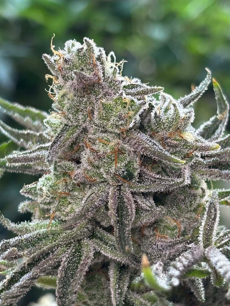 MO ORANGES (LARGE TEEN CLONES)