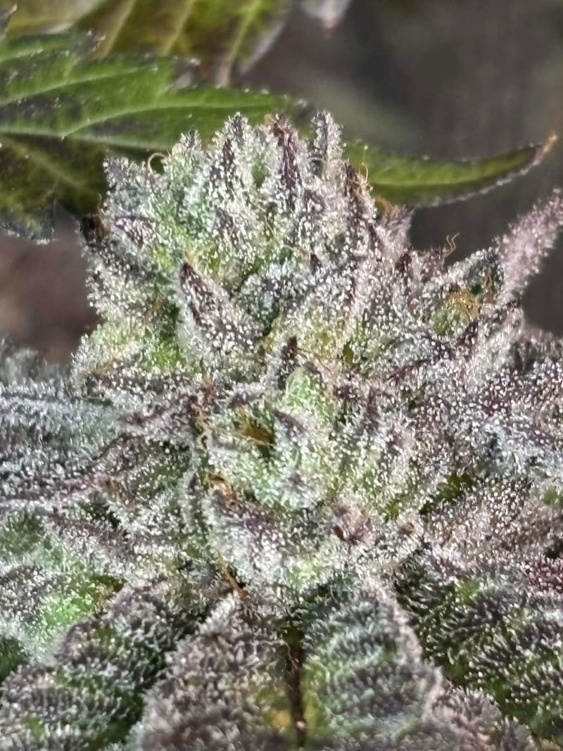 ICE CREAM CAKE (NEWLY ADDED)