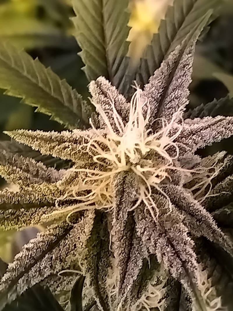 MN BLACK ICE BY LOONATIXZ GENETIXZ