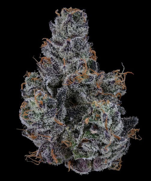 LEMON CHERRY GELATO