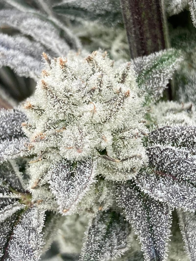 MANDARIN COOKIE V2