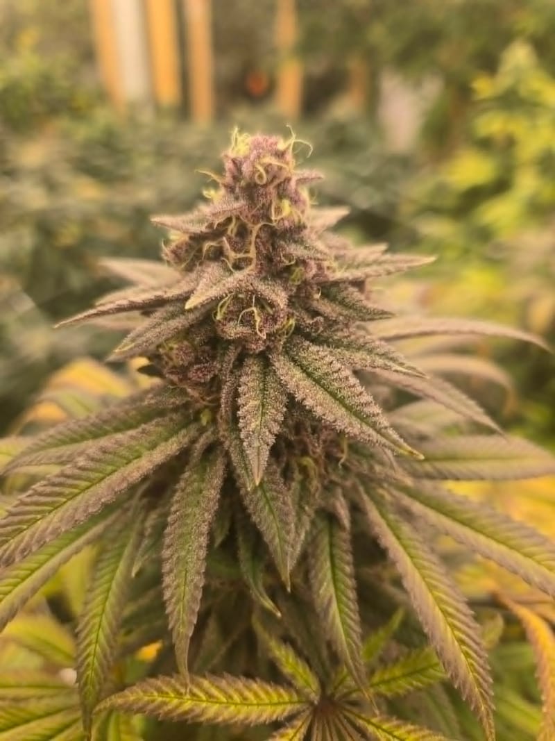 AMANDA - GROWN BY BUD DOCTOR / CREATED & BRED BY LOONATIXZ GENETIXZ