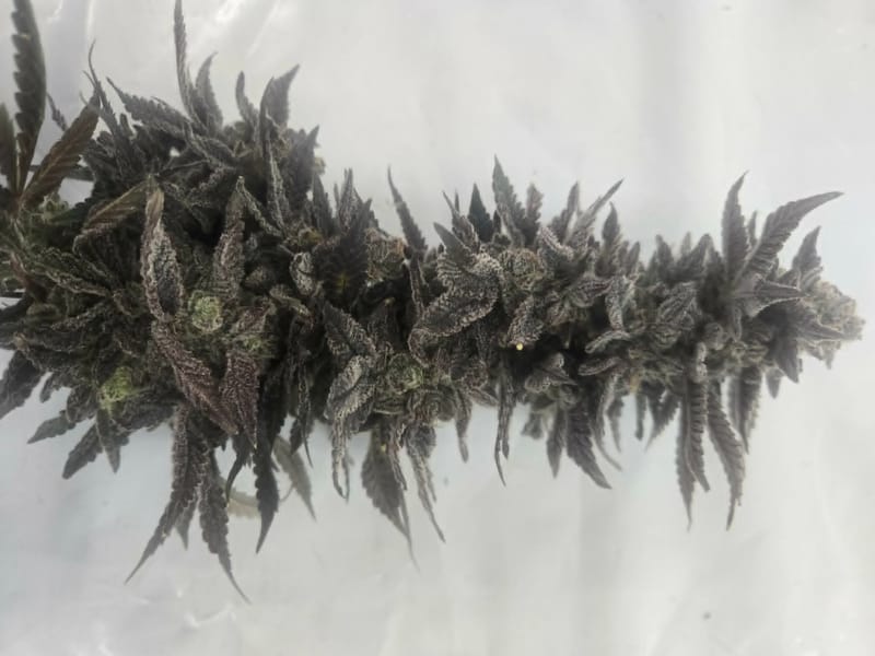 THE CHOSEN ONE - GROWN BY BUD DOCTOR / CREATED & BRED BY LOONATIXZ GENETIXZ