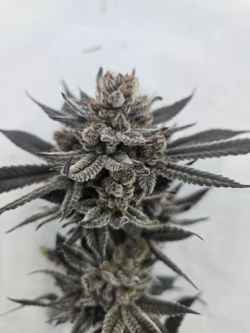 FROZEN DIAMONDS - GROWN BY BUD DOCTOR / CREATED & BRED BY LOONATIXZ GENETIXZ