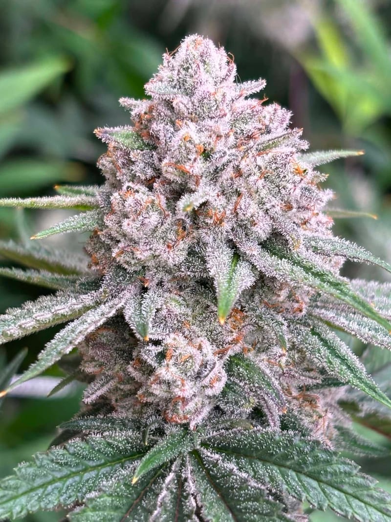 MANDARIN DELIGHT - BY LOONATIXZ GENETIXZ -  COMING SOON